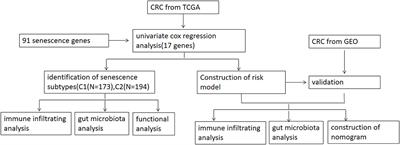 Identification of Senescence-Related Subtypes, the Development of a Prognosis Model, and Characterization of Immune Infiltration and Gut Microbiota in Colorectal Cancer
